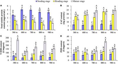 Scale-Dependent Effects of Growth Stage and Elevational Gradient on Rice Phyllosphere Bacterial and Fungal Microbial Patterns in the Terrace Field